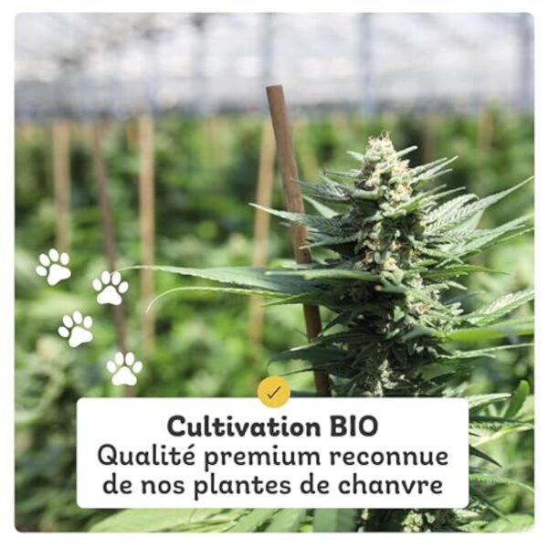 Calitamex | Huile de CBD pour Chien développée avec Vétérinaires | Certifiée comme sans THC | Chanvre d'agriculture Bio | Contient 400MG de CBD isolé dans Huile d'Algues et Noix de Coco MCT, 10ml – Image 8